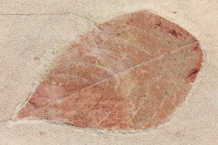 Fossil Leaf (Polyptera) - Montana #75809